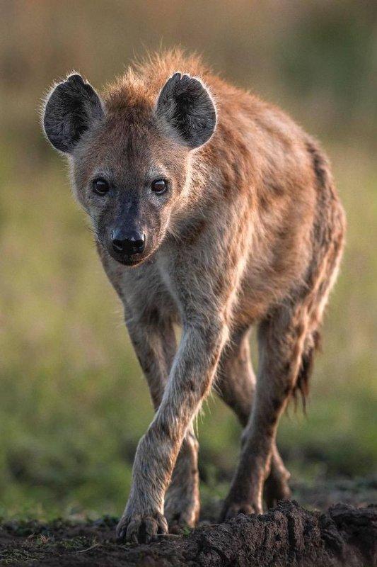 Hyena - Profile - GameDesire